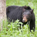 Black Bear - Great Smoky Mountains NP, TN