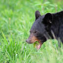 Black Bear - Great Smoky Mountains NP, TN