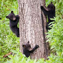 Black Bear - Great Smoky Mountains NP, TN