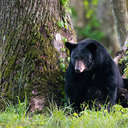 Black Bear - Great Smoky Mountains NP, TN