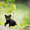 Black Bear - Great Smoky Mountains NP, TN