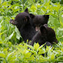 Black Bear - Great Smoky Mountains NP, TN