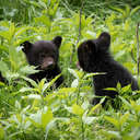 Black Bear - Great Smoky Mountains NP, TN