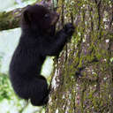 Black Bear - Great Smoky Mountains NP, TN