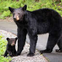 Black Bear - Great Smoky Mountains NP, TN