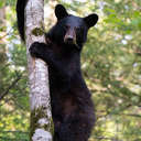 Black Bear - Great Smoky Mountains NP, TN