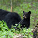 Black Bear - Great Smoky Mountains NP, TN