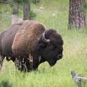 Bison - Custer SP - SD