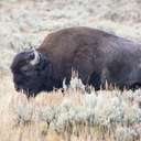 Bison - Yellowstone NP - WY