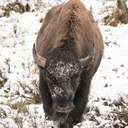 Bison - Yellowstone NP - WY