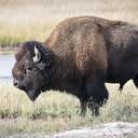 Bison - Yellowstone NP - WY