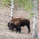 Bison - Grand Teton NP - WY