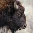 Bison - Grand Teton NP - WY