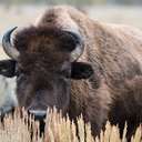 Bison - Grand Teton NP - WY