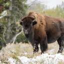 Bison - Grand Teton NP - WY