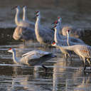 Sandhill Crane - Hiwassee WR, TN