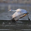 Sandhill Crane - Hiwassee WR, TN