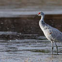 Sandhill Crane - Hiwassee WR, TN