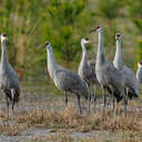 Sandhill Crane - Hiwassee WR, TN