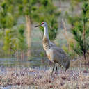 Sandhill Crane - Hiwassee WR, TN