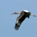 Wood Stork - Harris Neck NWR, GA