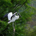 Wood Stork - Harris Neck NWR, GA