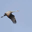 Sandhill Crane - Hiwassee WR, TN