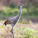 Sandhill Crane - Viera Wetlands, FL