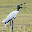 Wood Stork - Viera Wetlands, FL