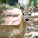 White-tailed Deer - Newman Wetlands, GA