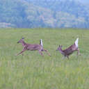 White-tailed Deer - Great Smoky Mountains NP, TN