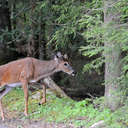 White-tailed Deer - Great Smoky Mountains NP, TN