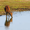 Sika Deer - Chincoteague NWR, VA