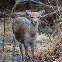 Sika Deer - Chincoteague NWR, VA
