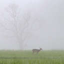 White-tailed Deer - Great Smoky Mountains NP, TN