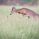 White-tailed Deer - Great Smoky Mountains NP, TN