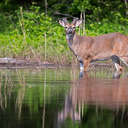 White-tailed Deer - Great Smoky Mountains NP, TN