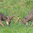 White-tailed Deer - Great Smoky Mountains NP, TN