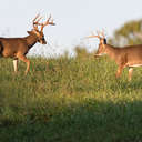 White-tailed Deer - Great Smoky Mountains NP, TN