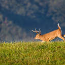 White-tailed Deer - Great Smoky Mountains NP, TN