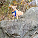 Paddy - Great Smoky Mountains NP, NC