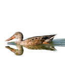 Northern Shoveler - EL Huie, GA