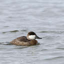 Ruddy Duck - Pea Island NWR, NC