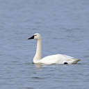 Tundra Swan - Pea Island NWR, NC