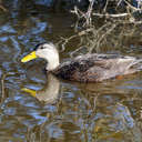 Black Duck - Chincoteague NWR, VA