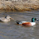 Northern Shoveler - Chincoteague NWR, VA