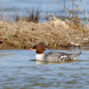 Common Merganser - Pea Island NWR, NC