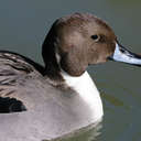 Pintail - Sylvan Heights, NC