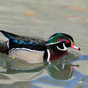 Wood Duck - Sylvan Heights, NC