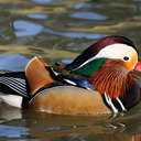 Mandarin Duck - Sylvan Heights, NC